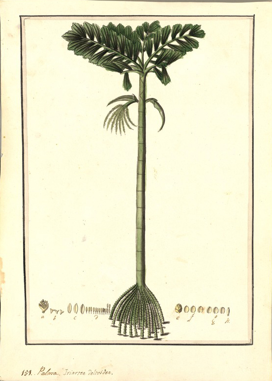 no HD illustration available (3)