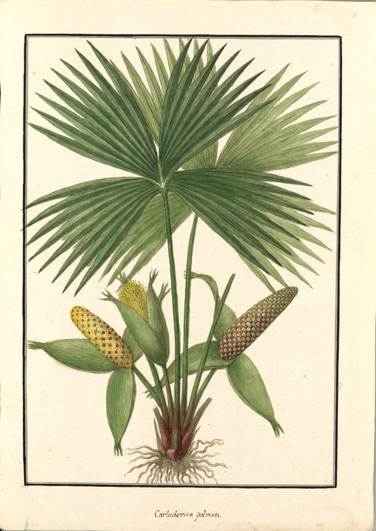 no HD illustration available (3)