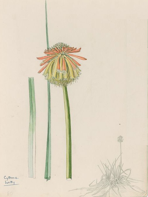 no HD illustration available (3)