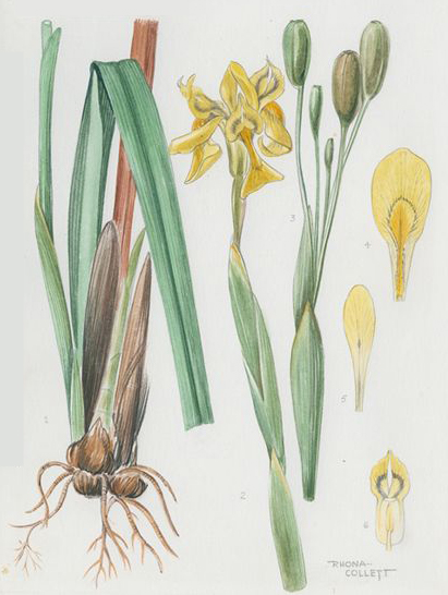 no HD illustration available (3)