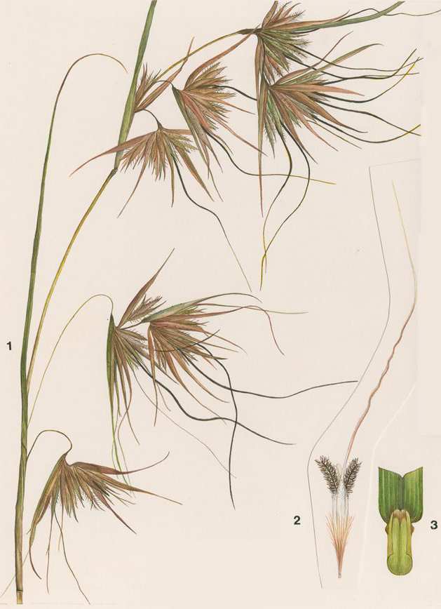 no HD illustration available (3)