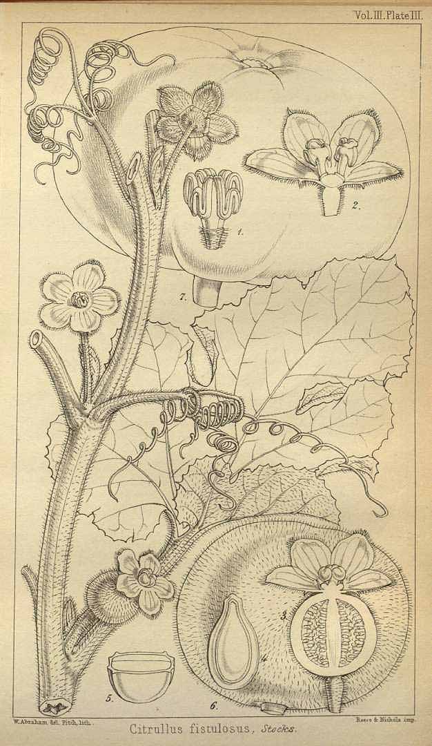 no HD illustration available (3)