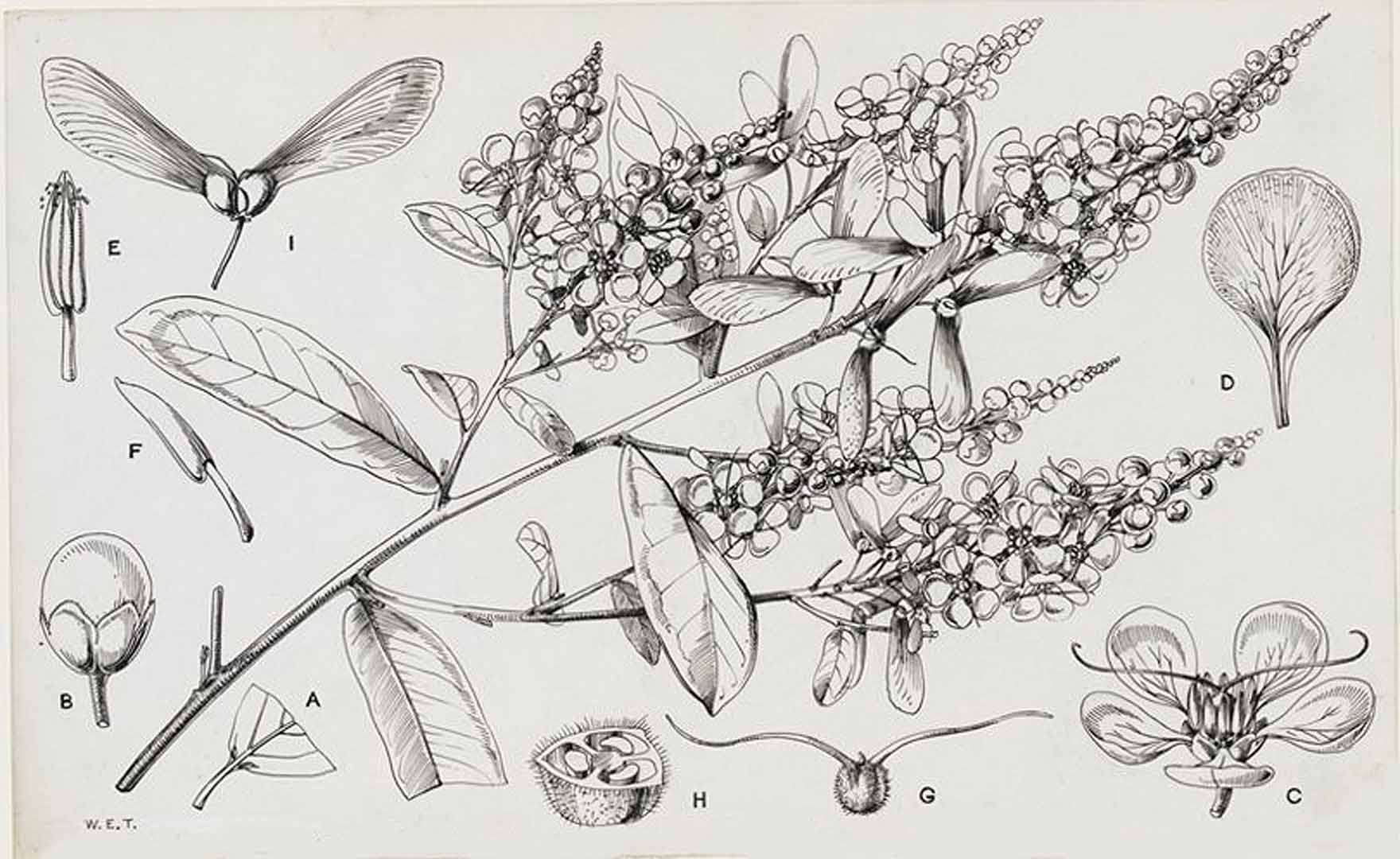 no HD illustration available (3)