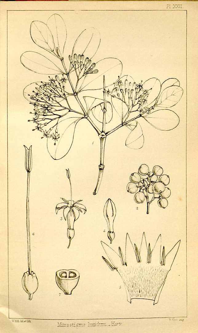 no HD illustration available (3)