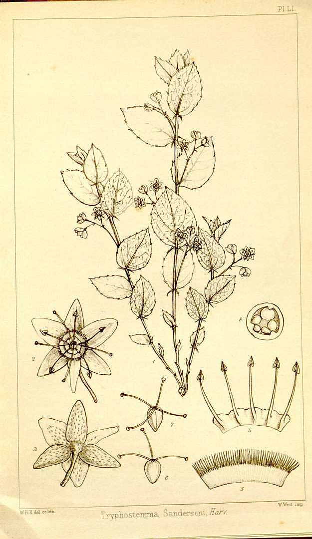 no HD illustration available (3)