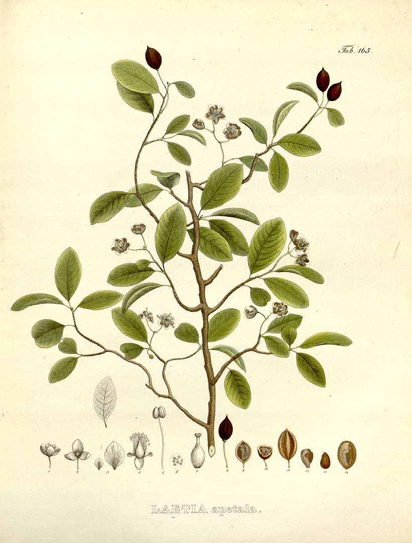 no HD illustration available (3)