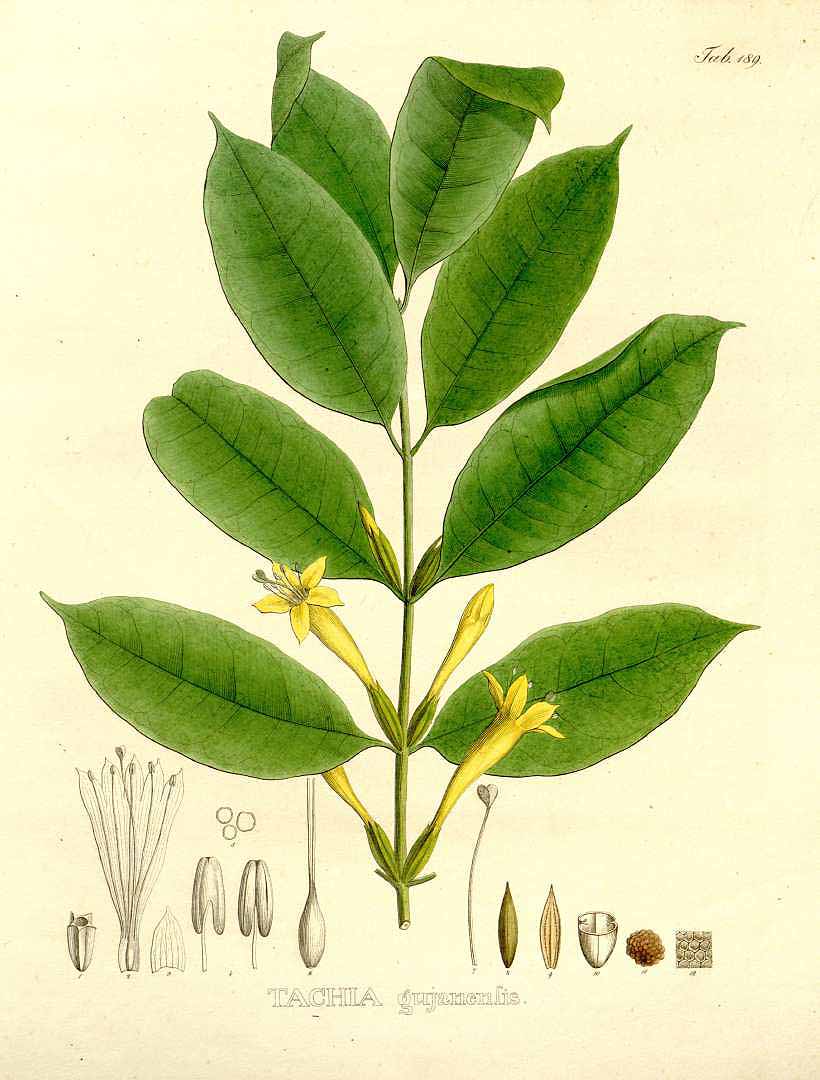 no HD illustration available (3)