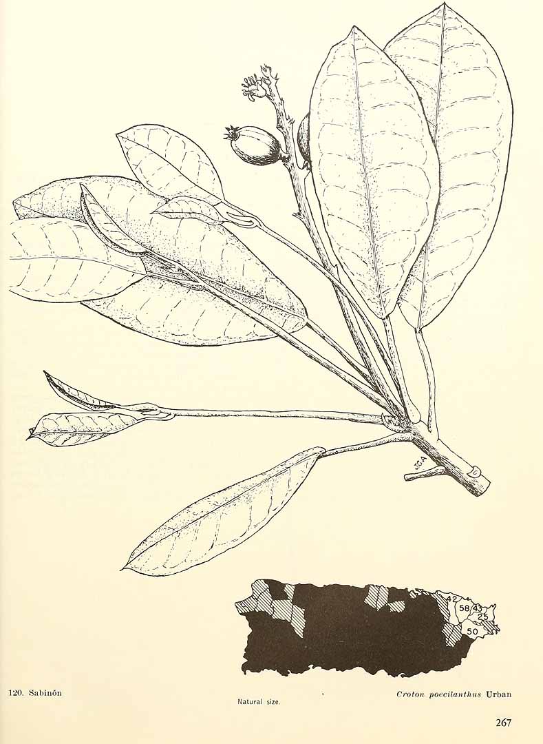 no HD illustration available (3)