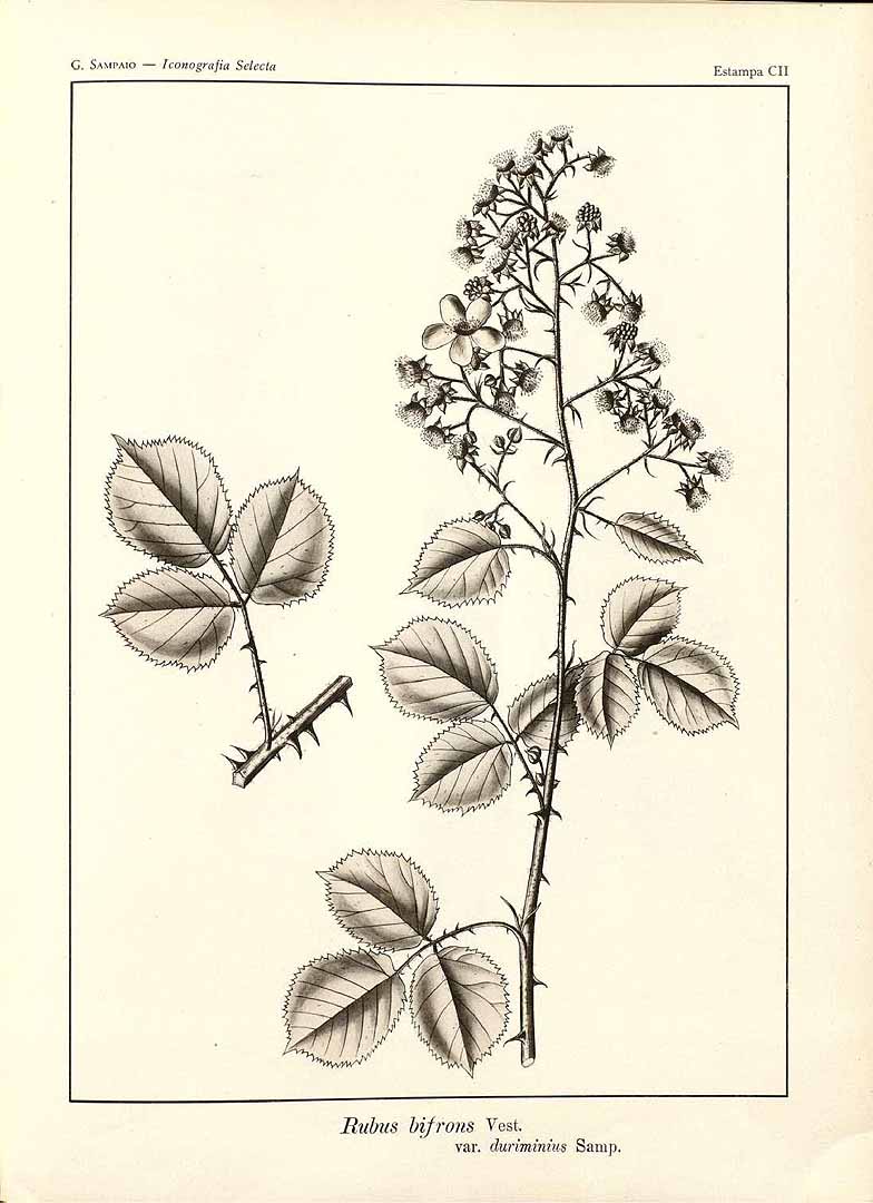 no HD illustration available (3)