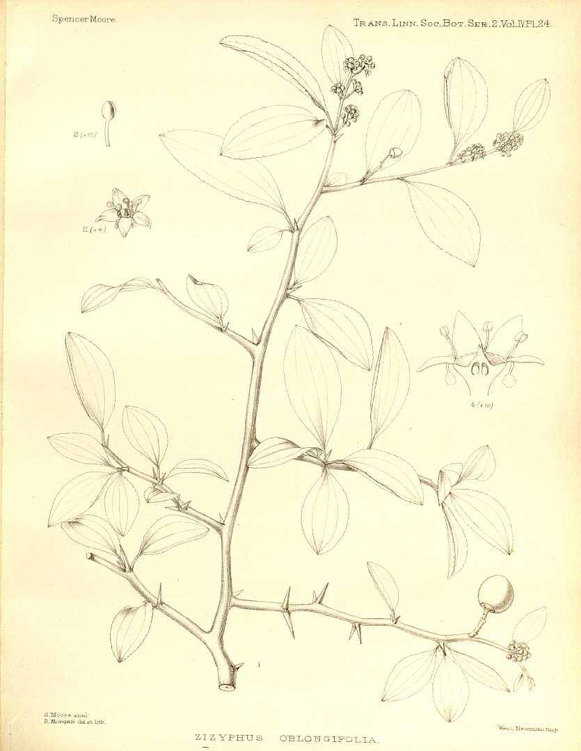 no HD illustration available (3)