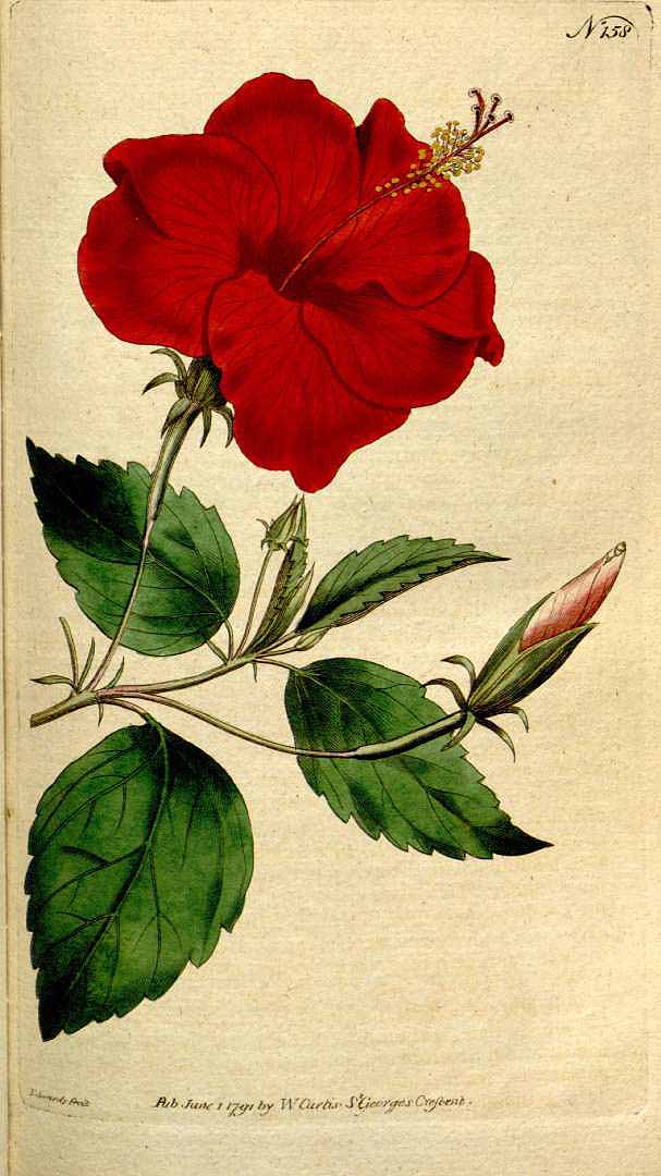 no HD illustration available (3)