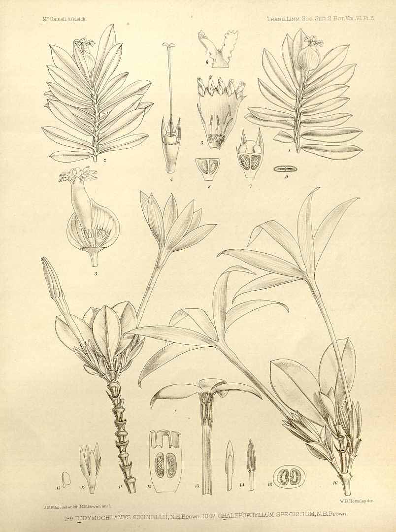 no HD illustration available (3)