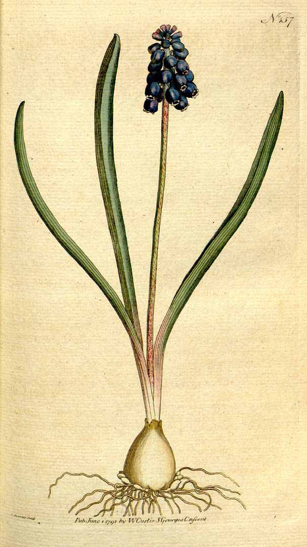 no HD illustration available (3)