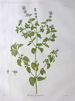 no HD illustration available (3)