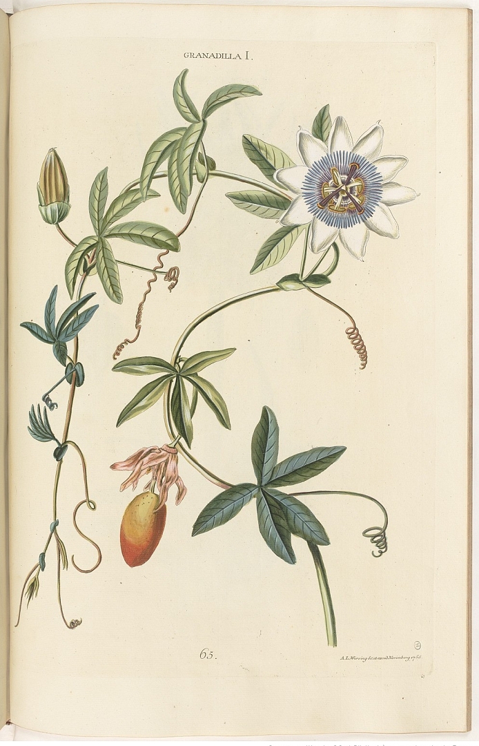 no HD illustration available (3)