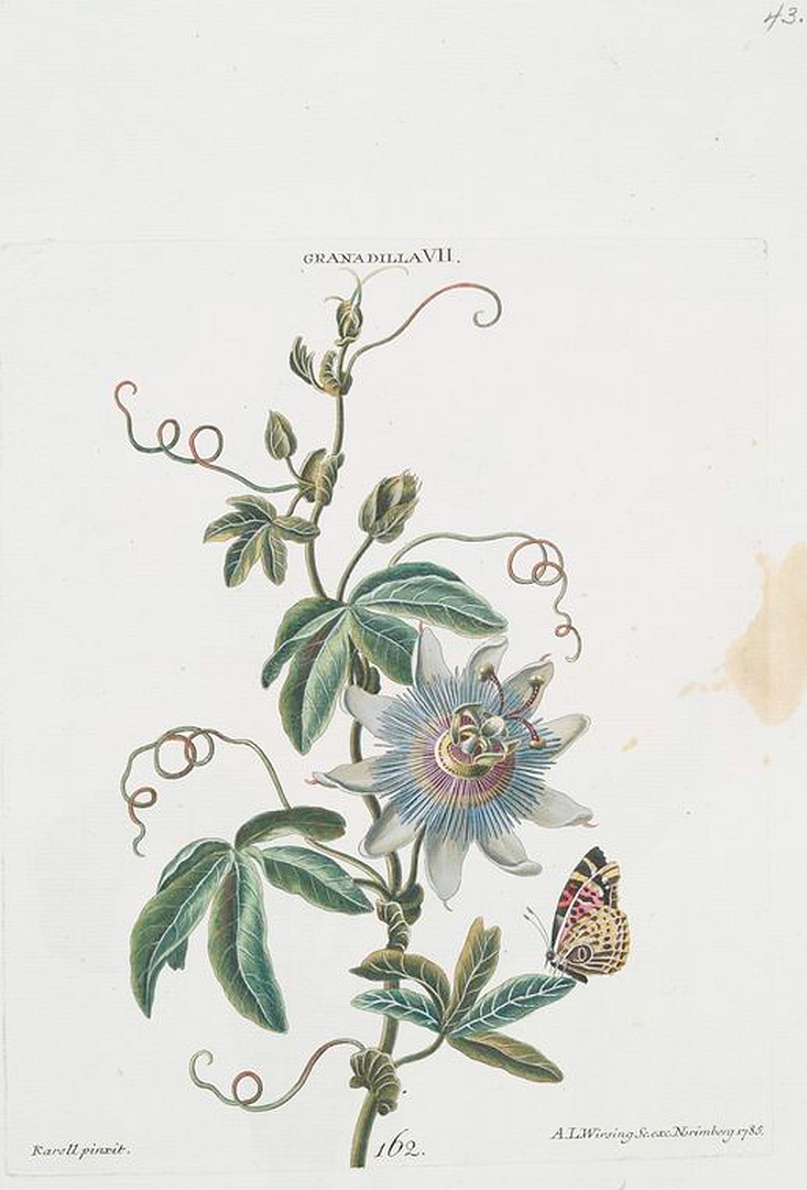 no HD illustration available (3)