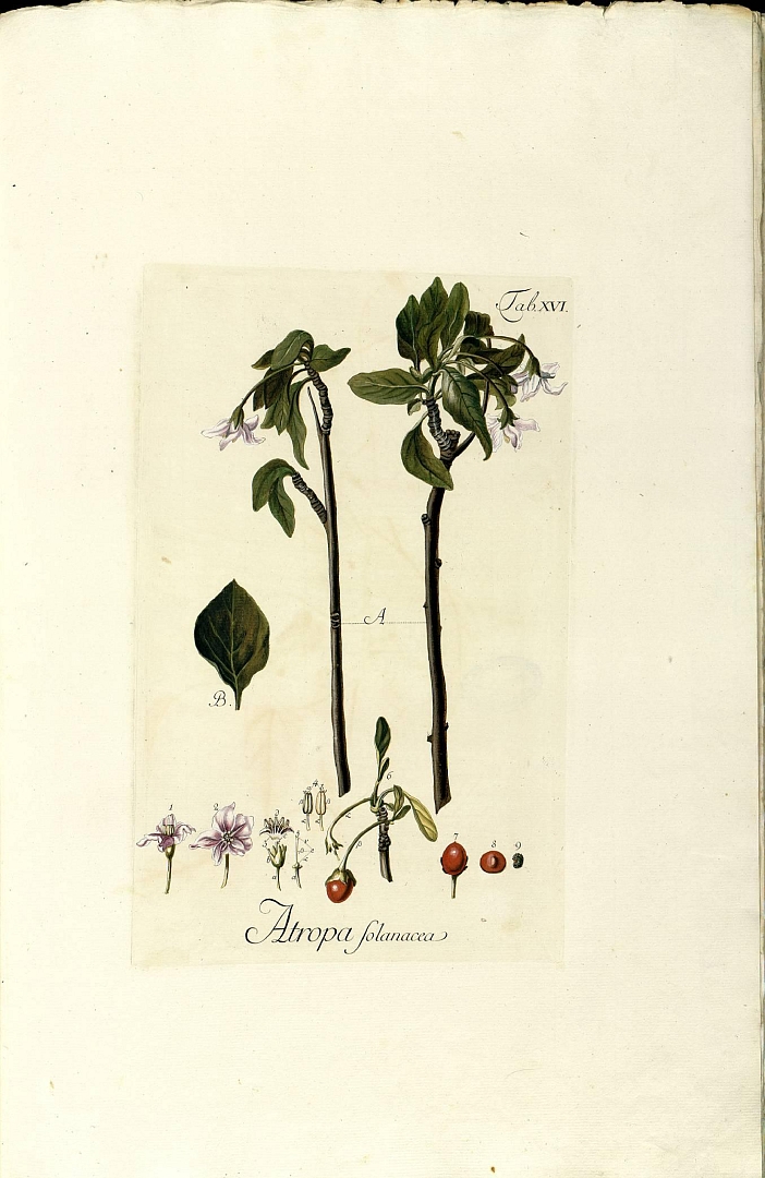 no HD illustration available (3)