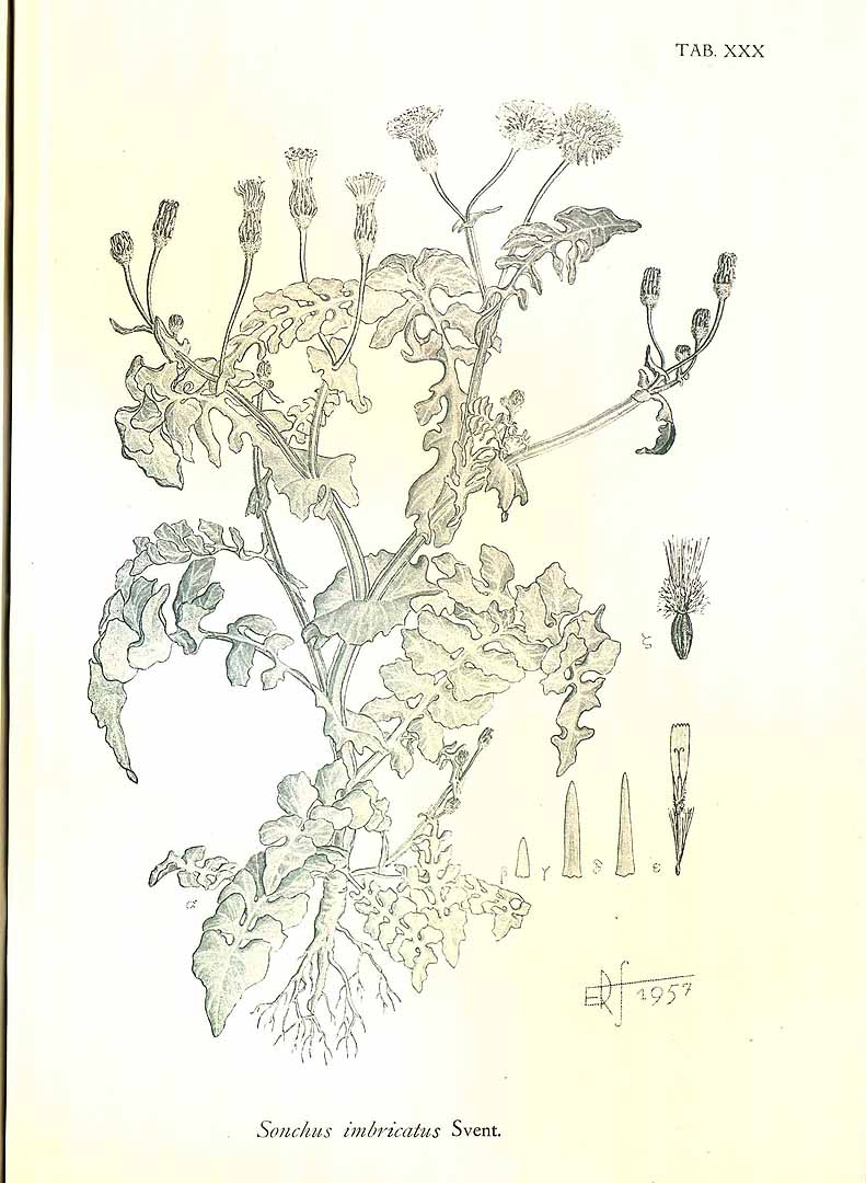 no HD illustration available (3)