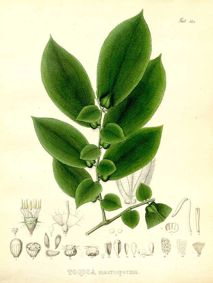 no HD illustration available (3)