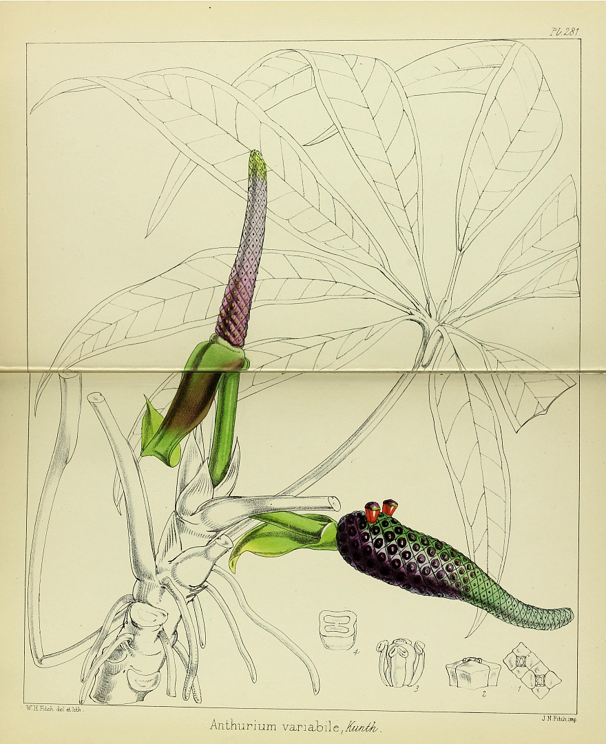 no HD illustration available (3)