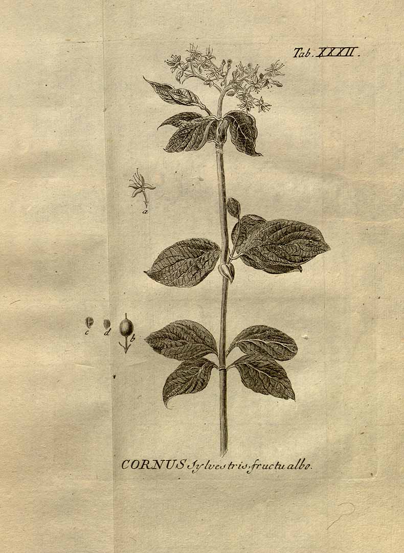 no HD illustration available (3)