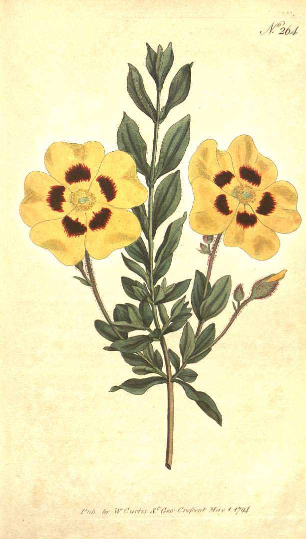 no HD illustration available (3)