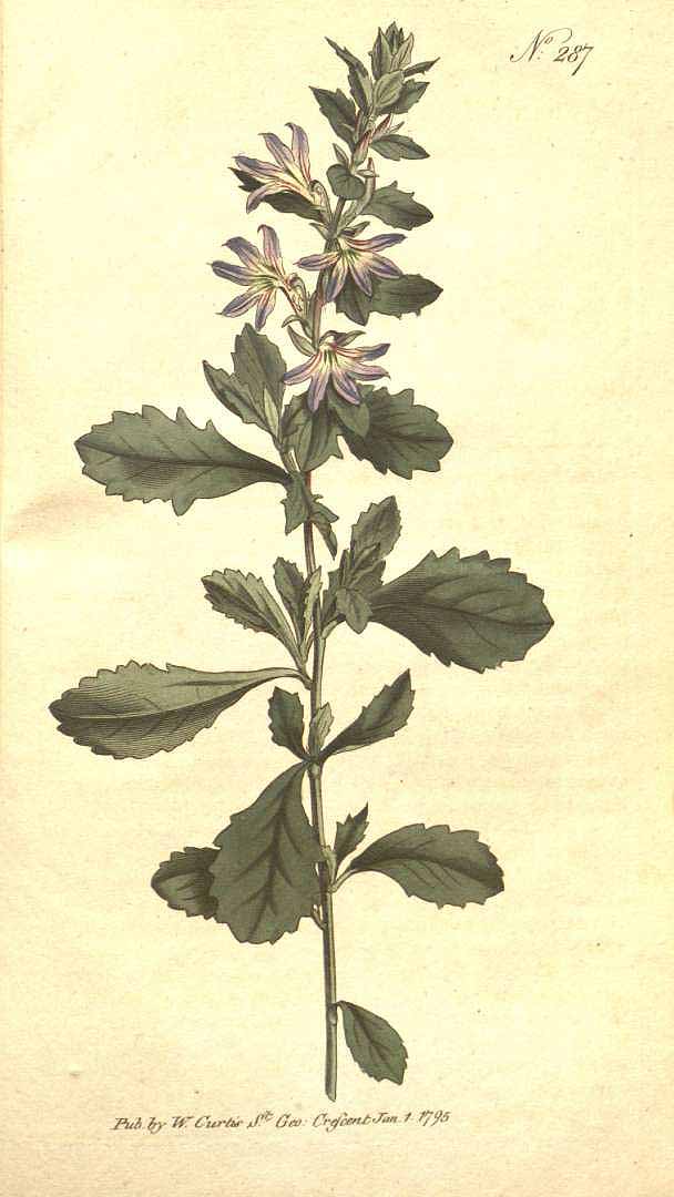 no HD illustration available (3)