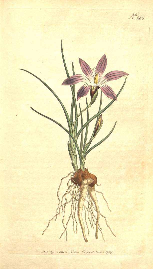 no HD illustration available (3)