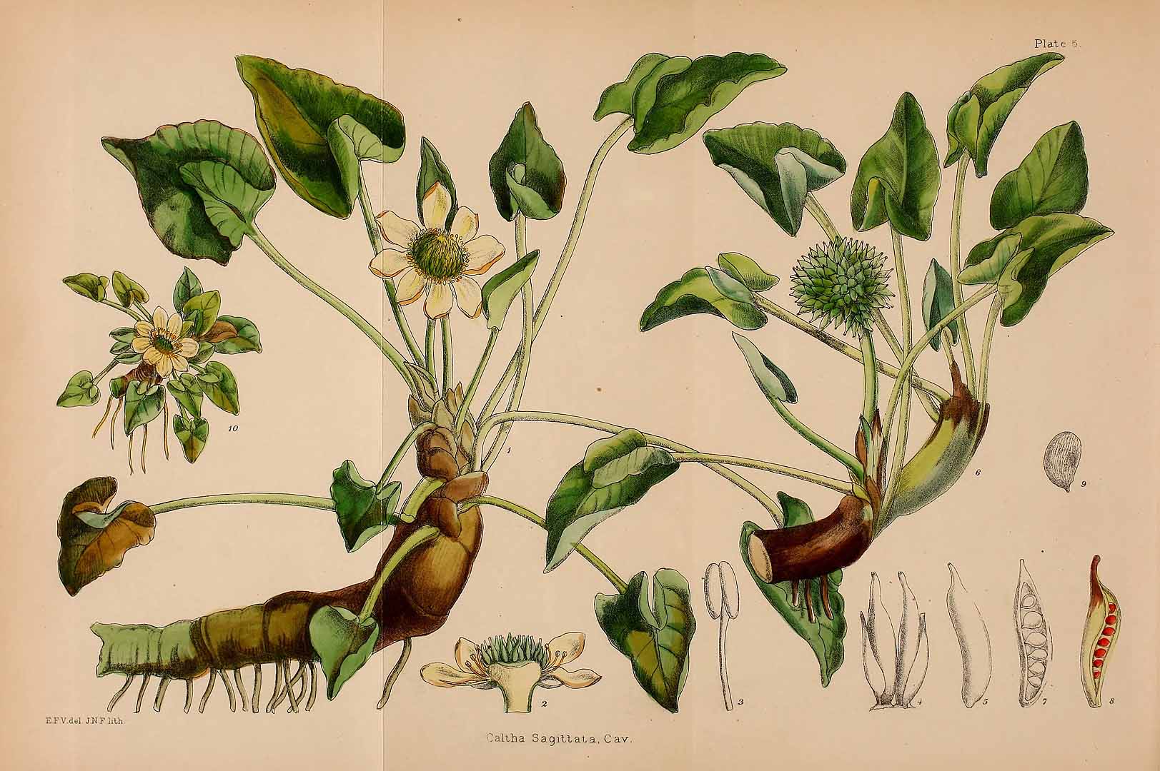 no HD illustration available (3)