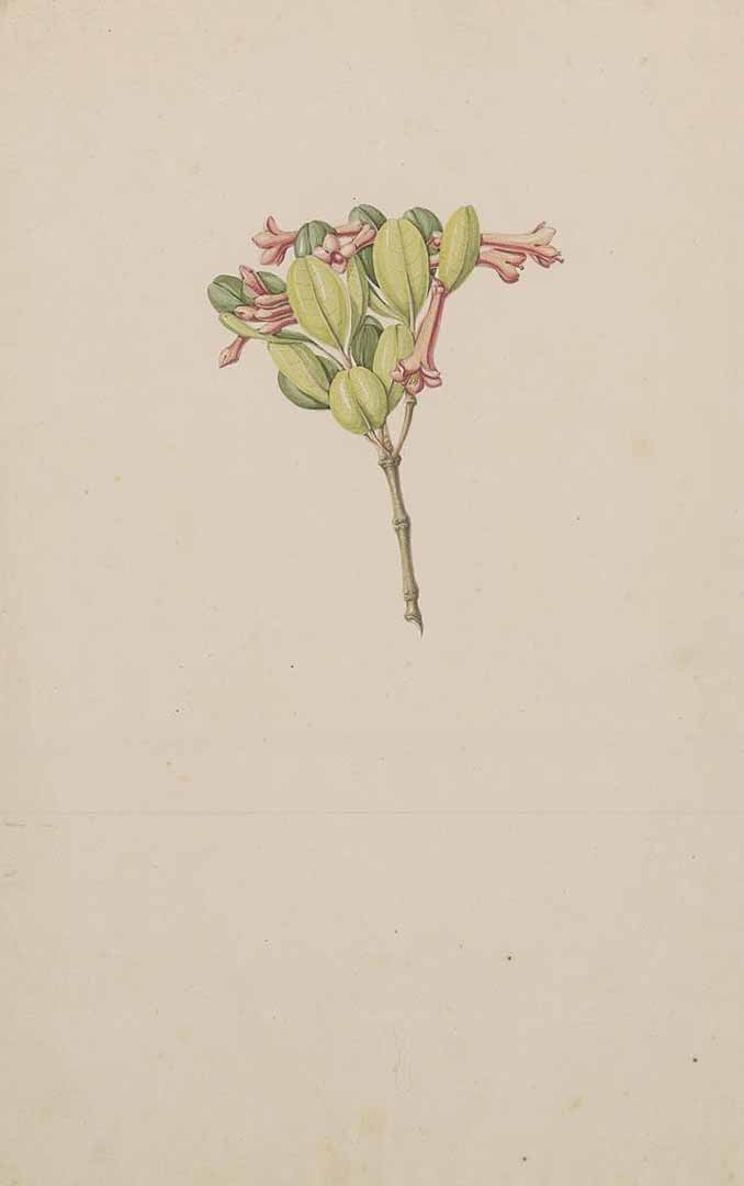 no HD illustration available (3)