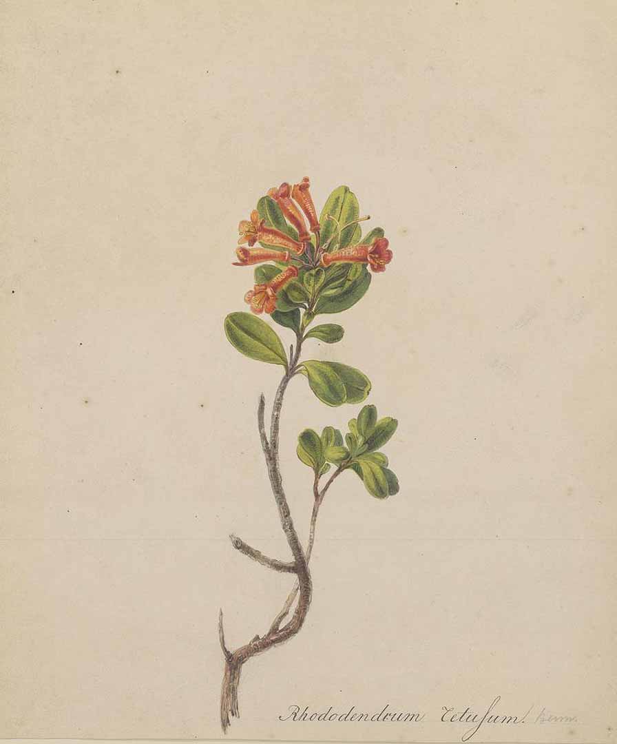 no HD illustration available (3)