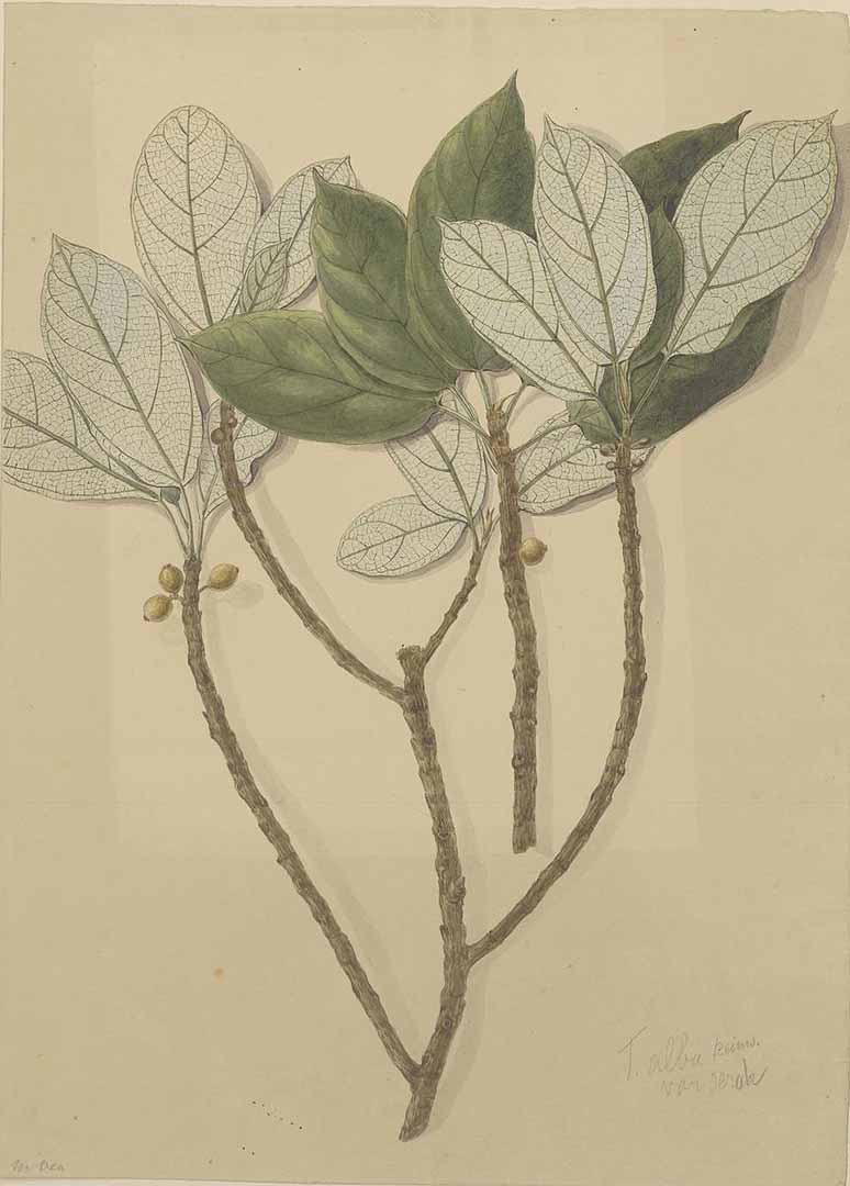 no HD illustration available (3)