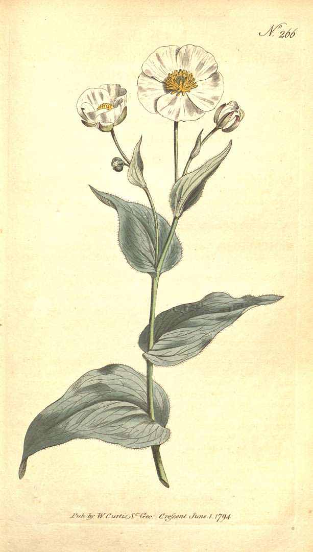 no HD illustration available (3)