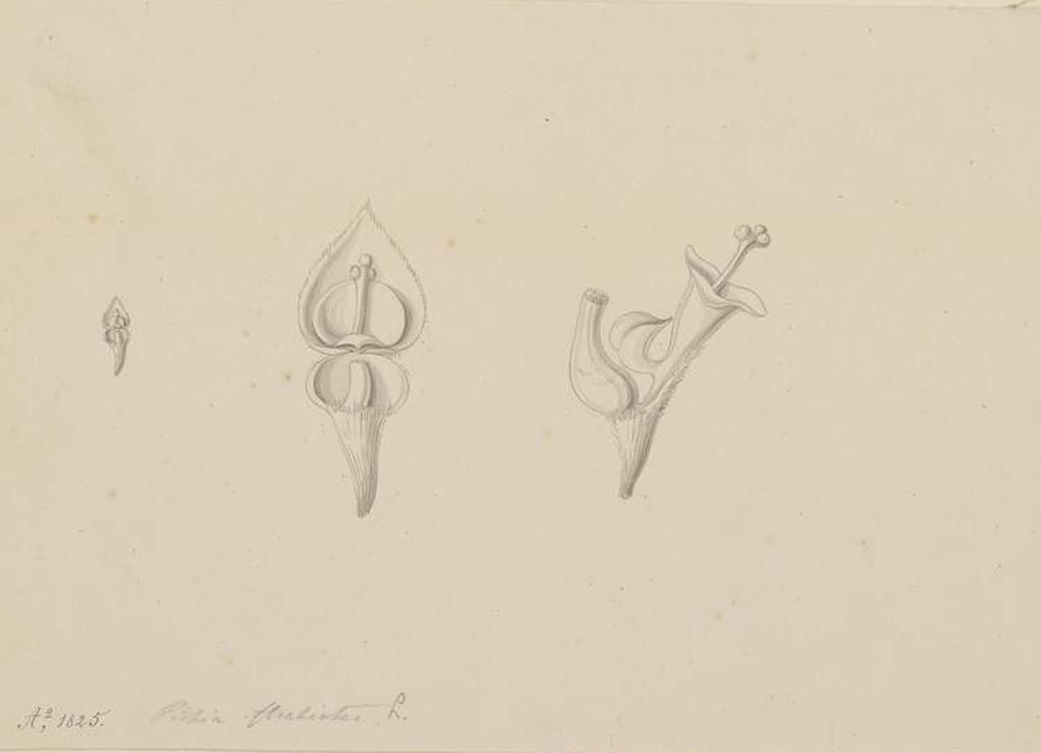 no HD illustration available (3)