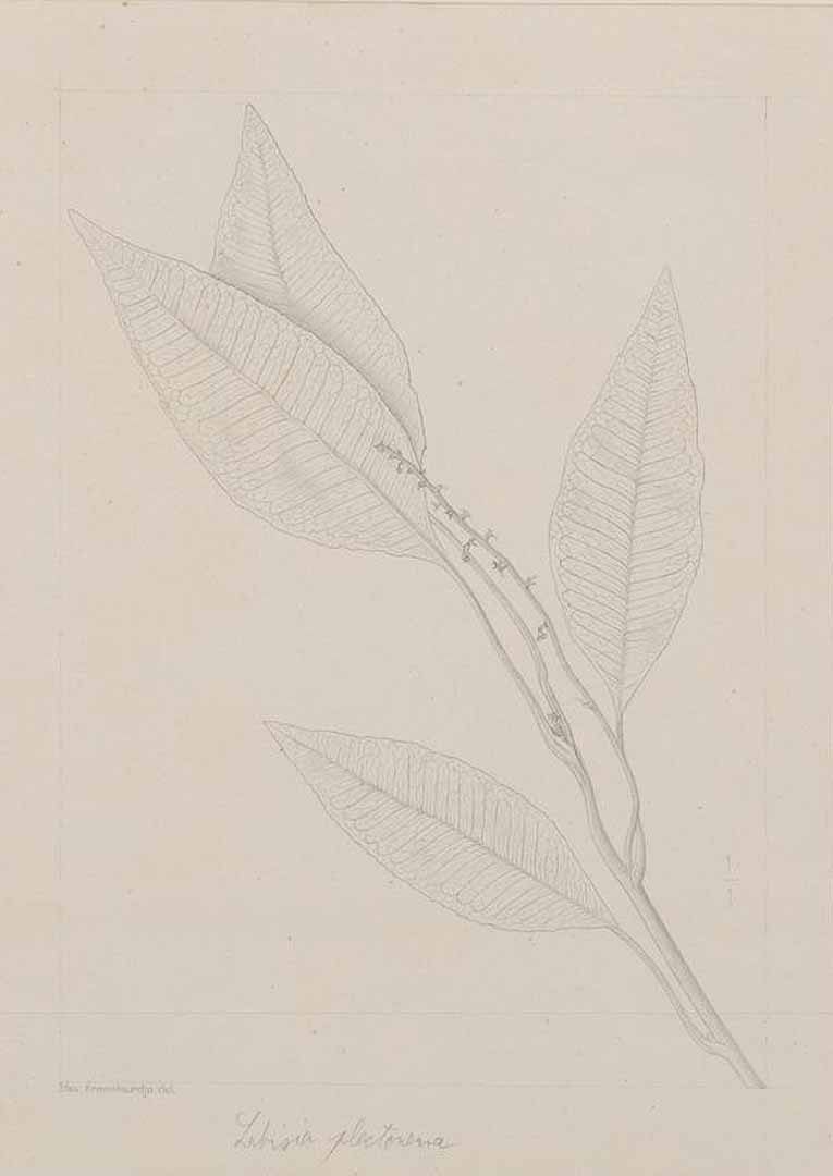 no HD illustration available (3)