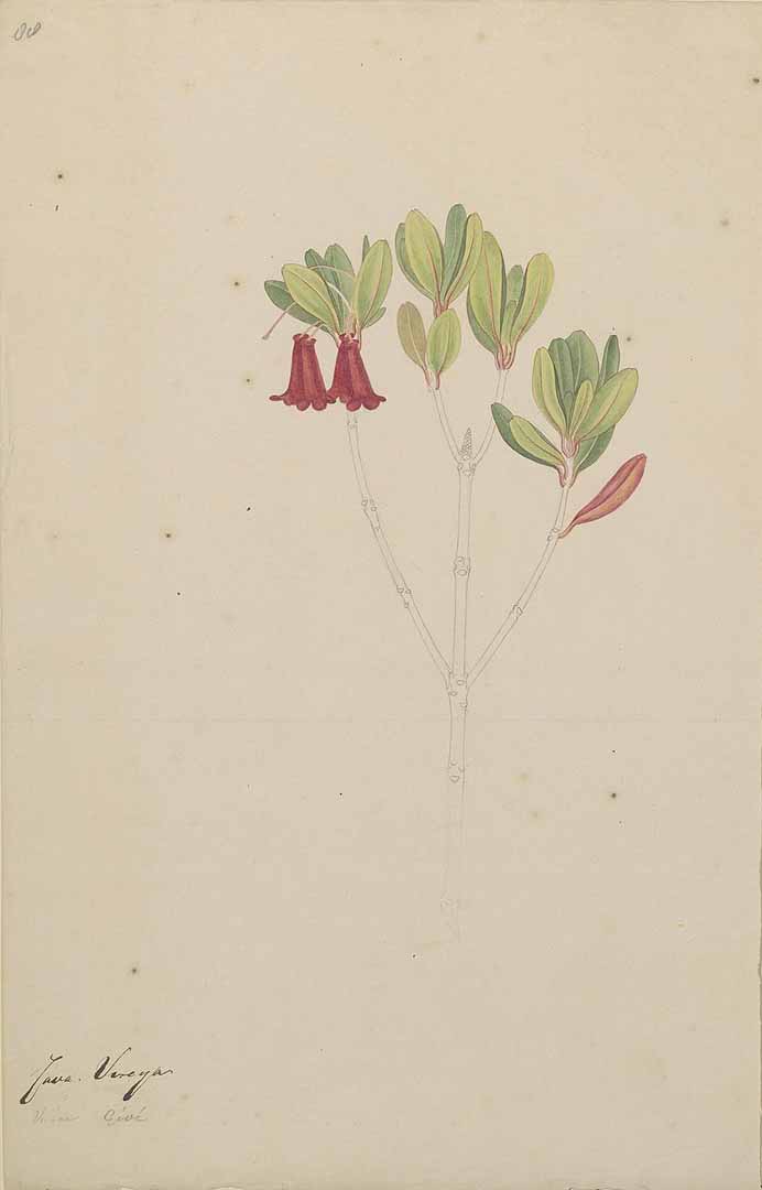 no HD illustration available (3)