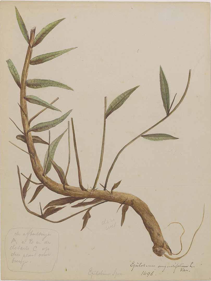 no HD illustration available (3)