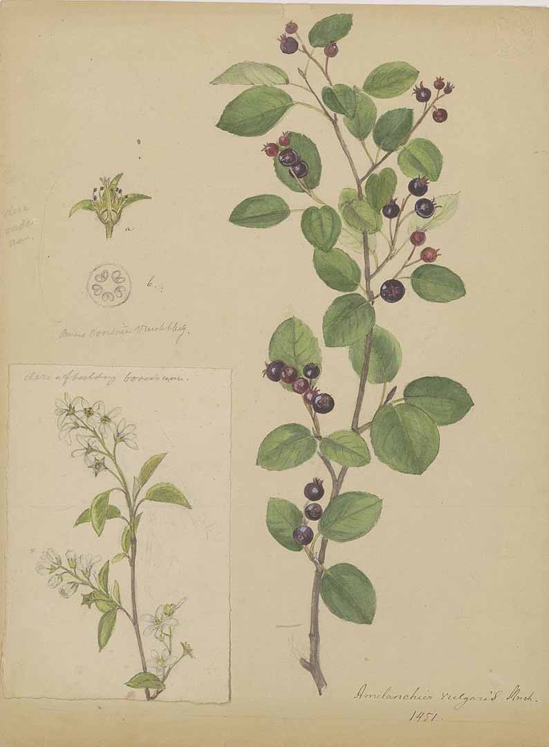 no HD illustration available (3)