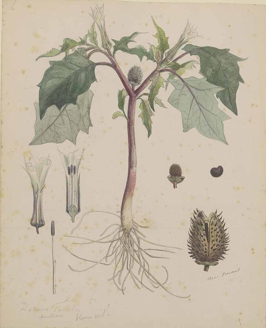 no HD illustration available (3)