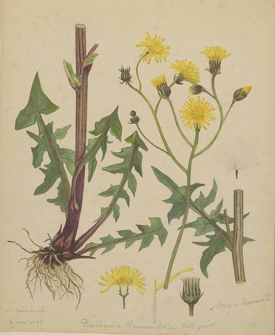 no HD illustration available (3)