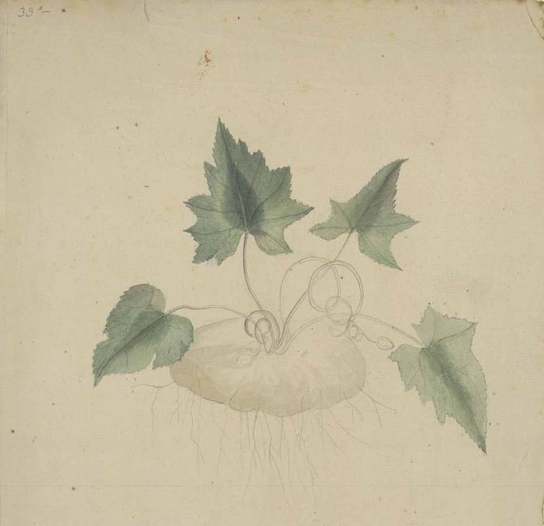 no HD illustration available (3)