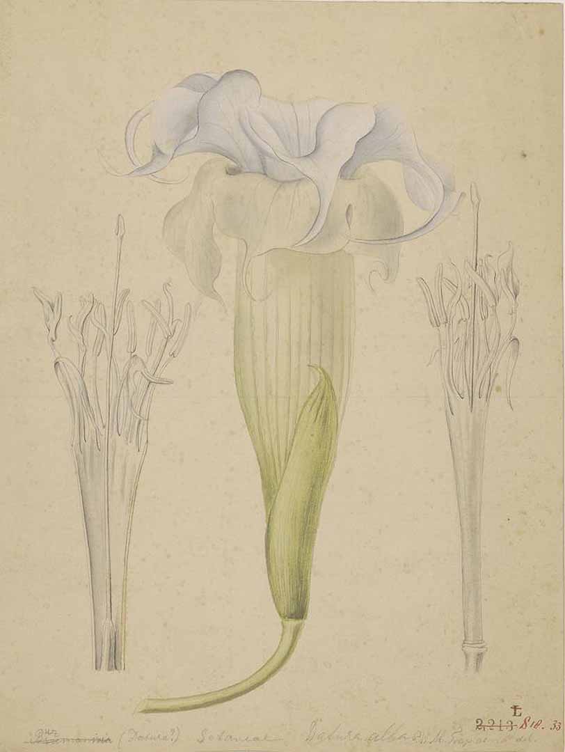 no HD illustration available (3)