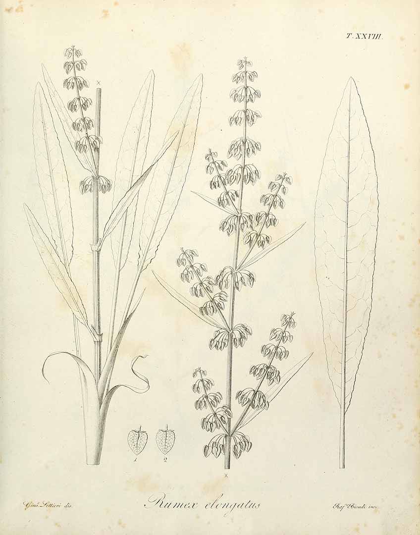 no HD illustration available (3)