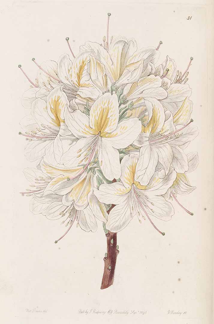 no HD illustration available (3)