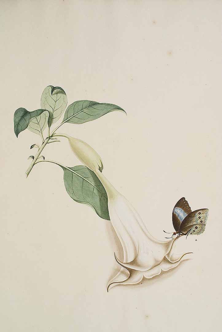 no HD illustration available (3)