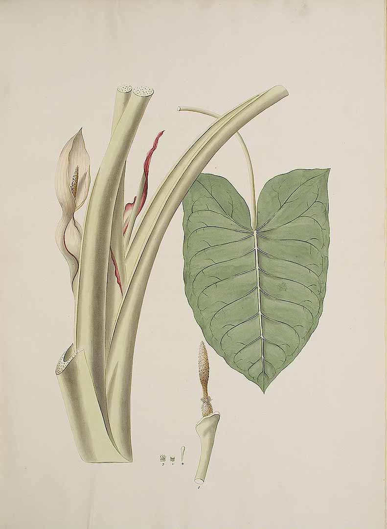 no HD illustration available (3)