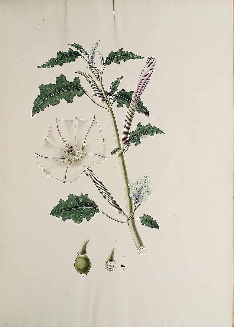 no HD illustration available (3)