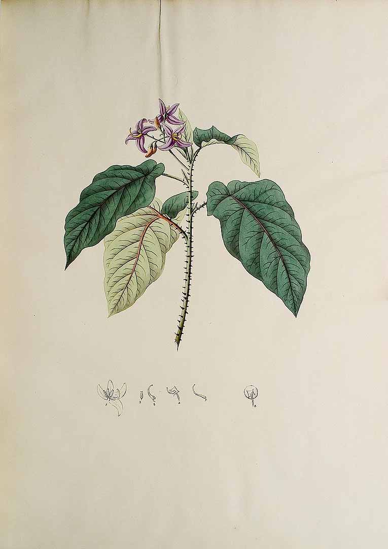 no HD illustration available (3)