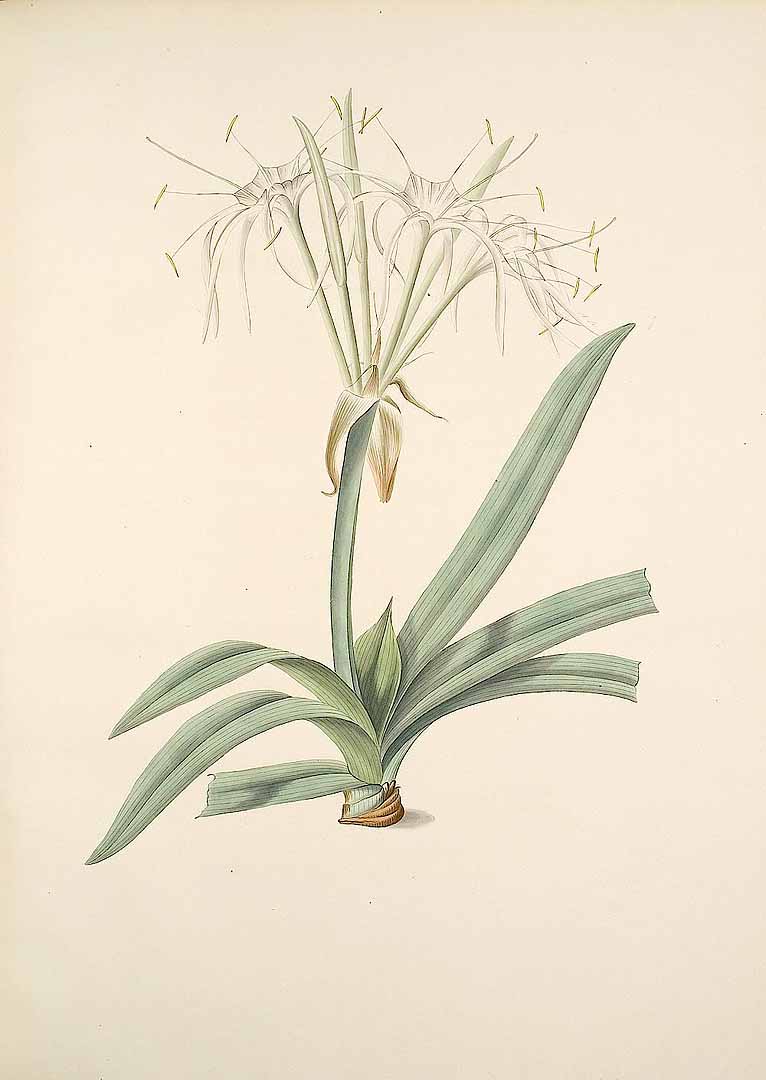 no HD illustration available (3)