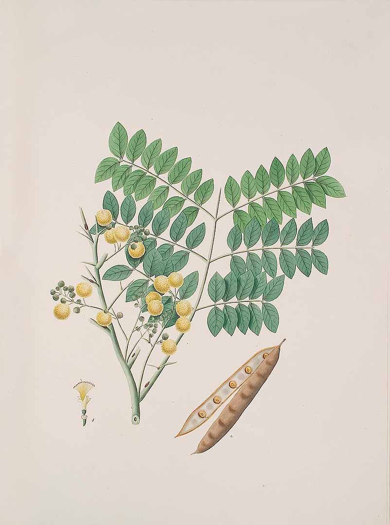 no HD illustration available (3)